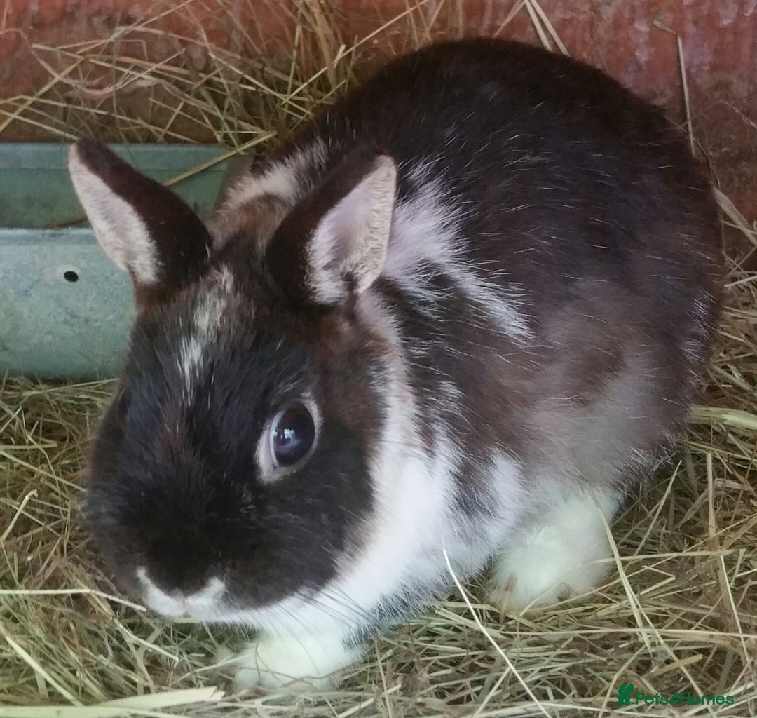 Netherland Dwarf rabbits for sale: Tiny Netherland Dwarf Baby Doe Vaccinated - READY - Advert 4