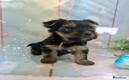 Yorkshire Terrier dogs for sale: Pedigree Yorkshire Terrier Puppies - Image 9