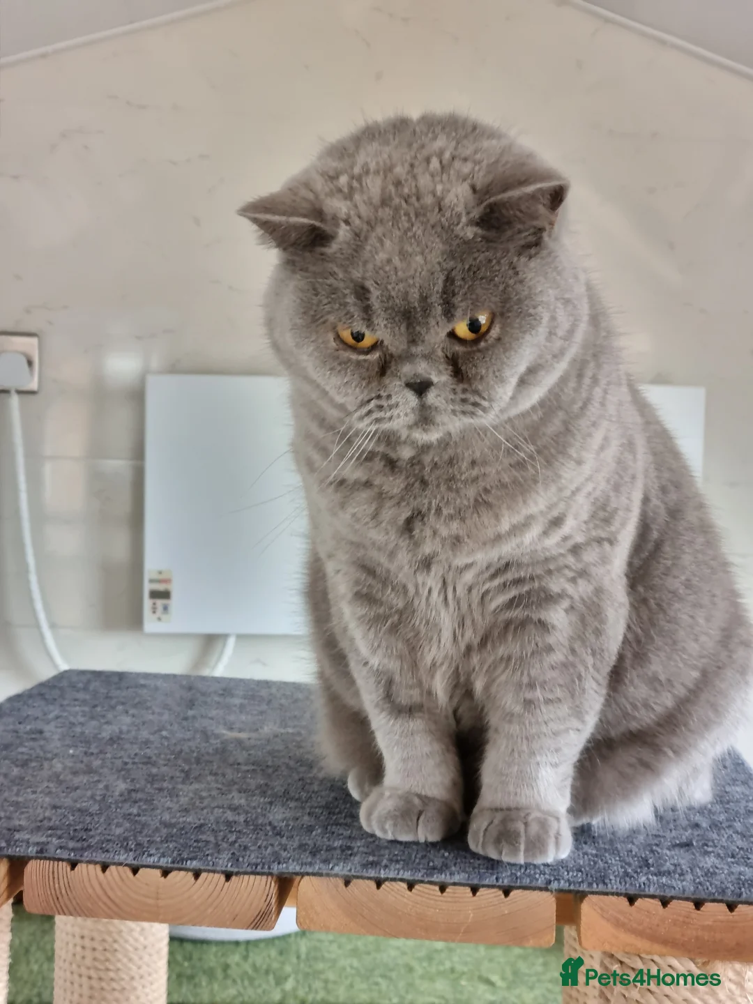 British Shorthair cats for sale: Blue British Shorthair girl.  - Advert 13