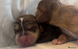 Cocker Spaniel dogs for sale: 🐶💕Newborn baby cockers💕🐶 - Image 4
