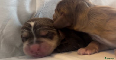Cocker Spaniel dogs - Advert 4