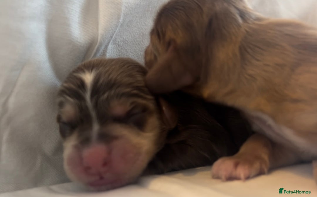 Cocker Spaniel dogs for sale: 🐶💕Newborn baby cockers💕🐶 - Image 4