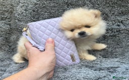 Pomeranian dogs for sale: Pomeranian  puppies  - Image 23