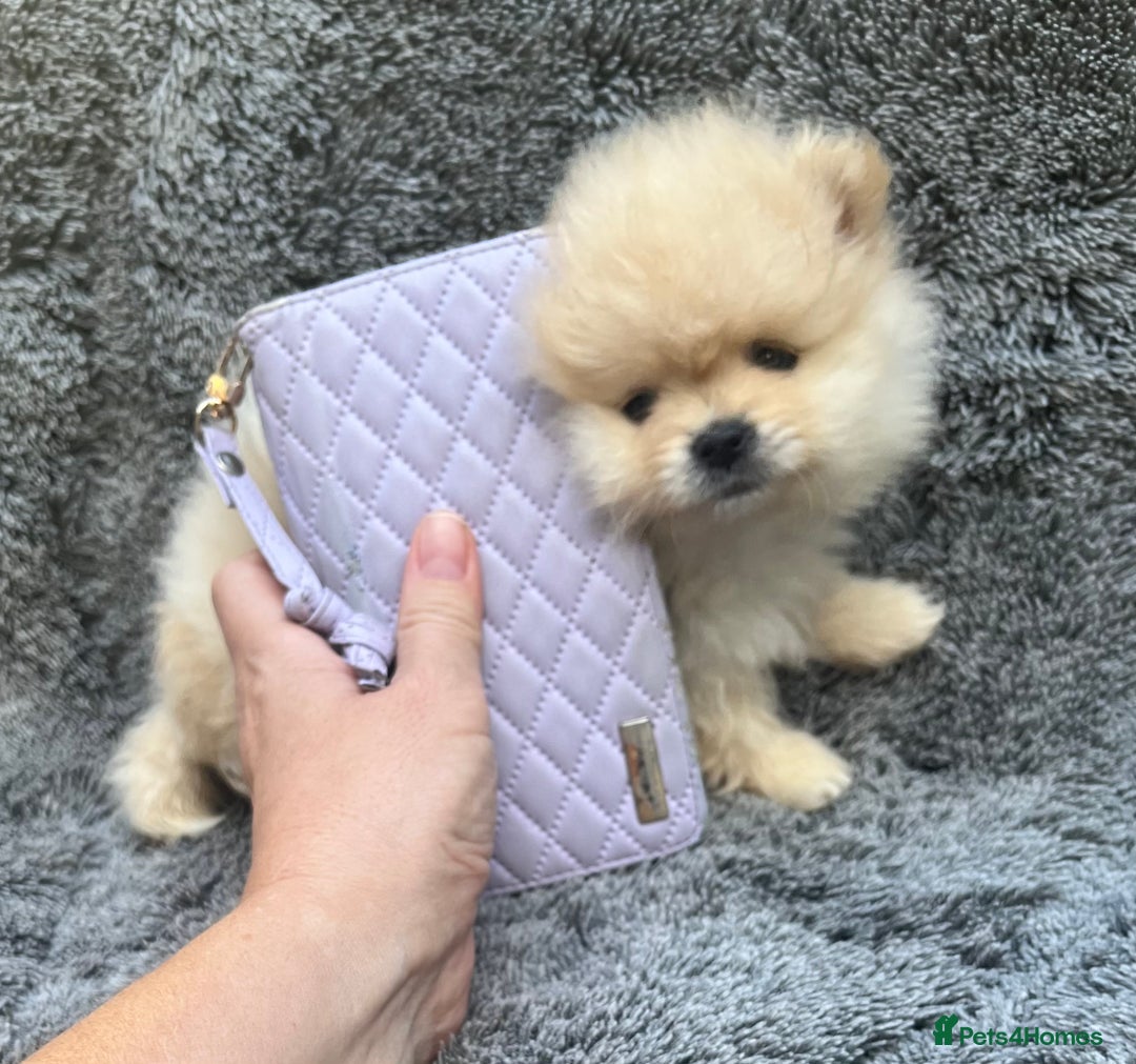 Pomeranian dogs for sale: Pomeranian  puppies  - Image 23