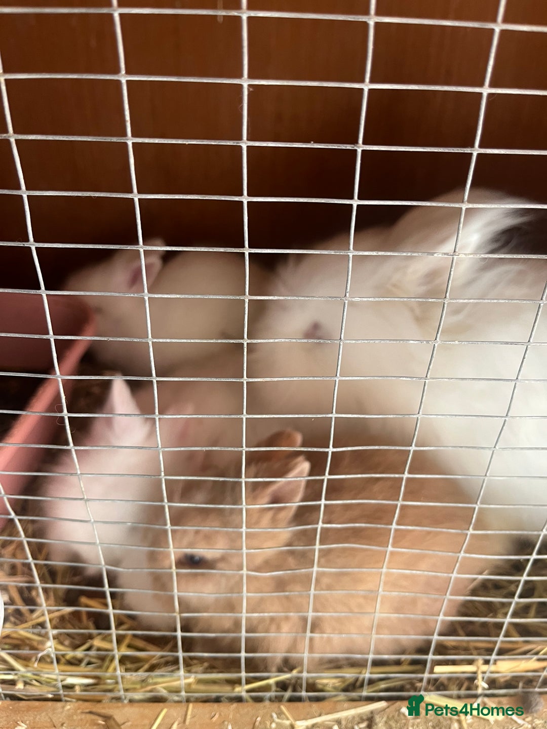 Lionhead rabbits for sale: Family of 6 rabbits for sale ready to leave now - Image 1