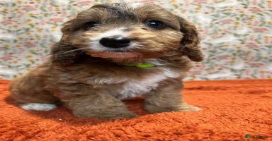 Cockapoo dogs - Advert 10