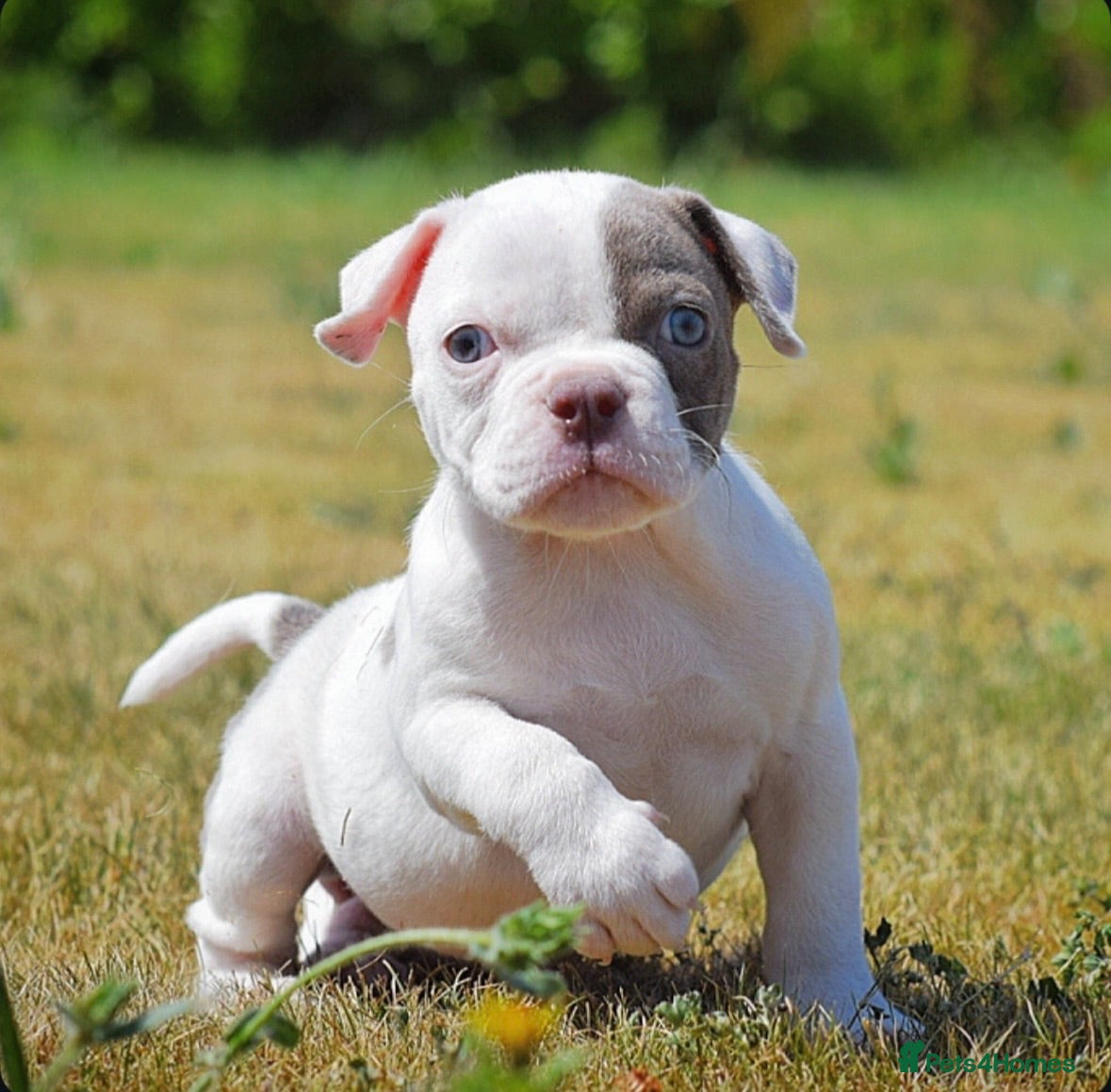Olde English Bulldogge dogs 23❤️YEARS❤️5⭐️RATED❤️LICENSED❤️PROFESSIONALS❤️ - Advert 16
