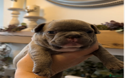 French Bulldog dogs for sale: French Bulldog Puppies - 1 Boy & 3 Girls - Image 6
