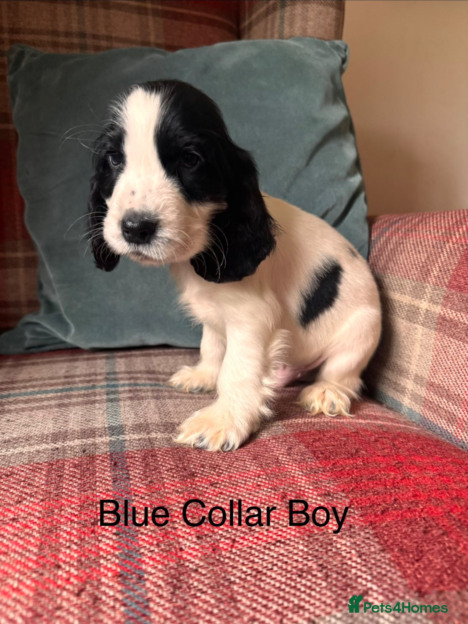 Cocker Spaniel dogs for sale: KC Registered, health tested, show type puppies - Advert 12