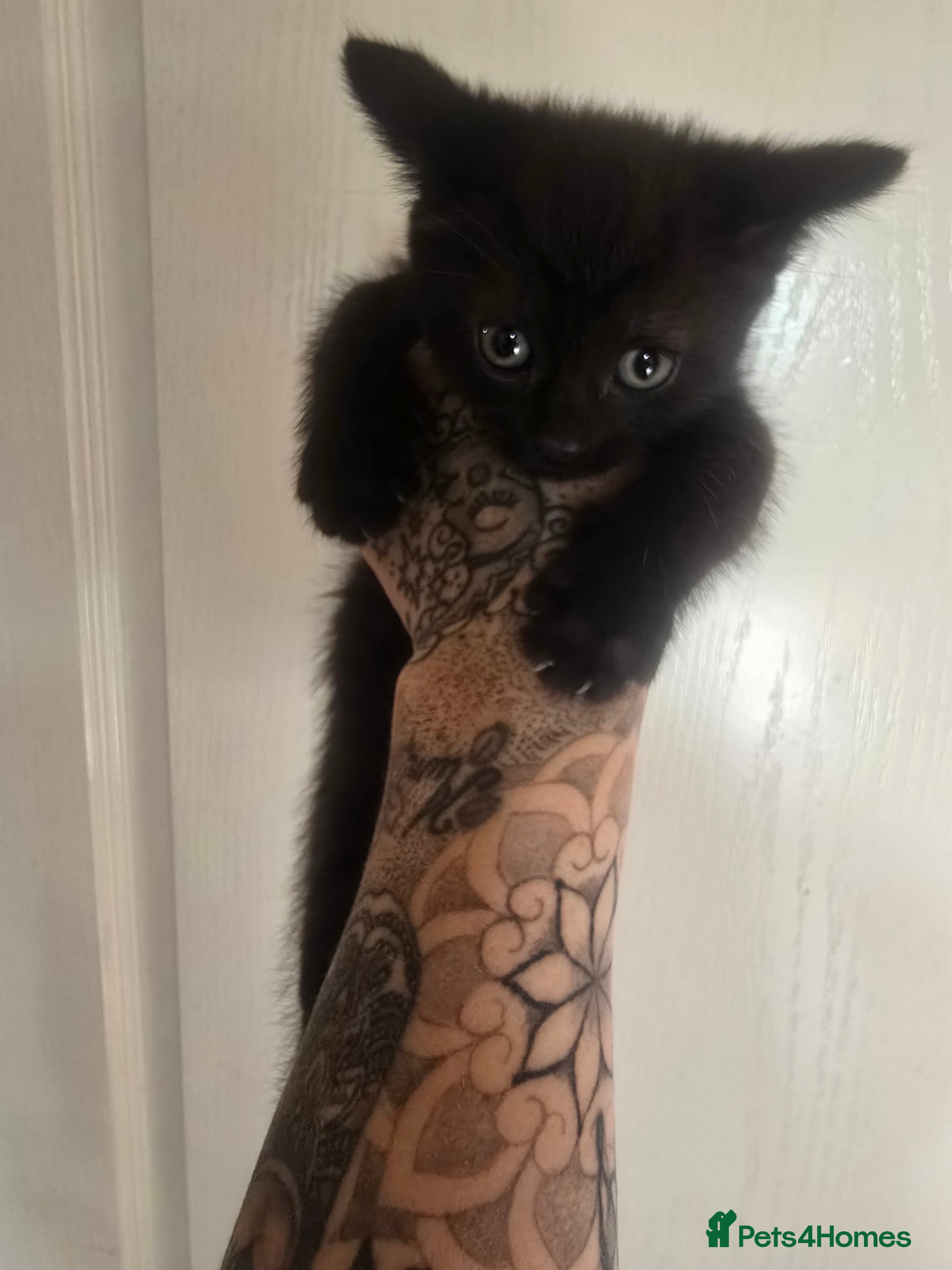 Mixed Breed cats for sale: 5 beautiful kittens looking for their forever home in Fleetwood - Advert 4