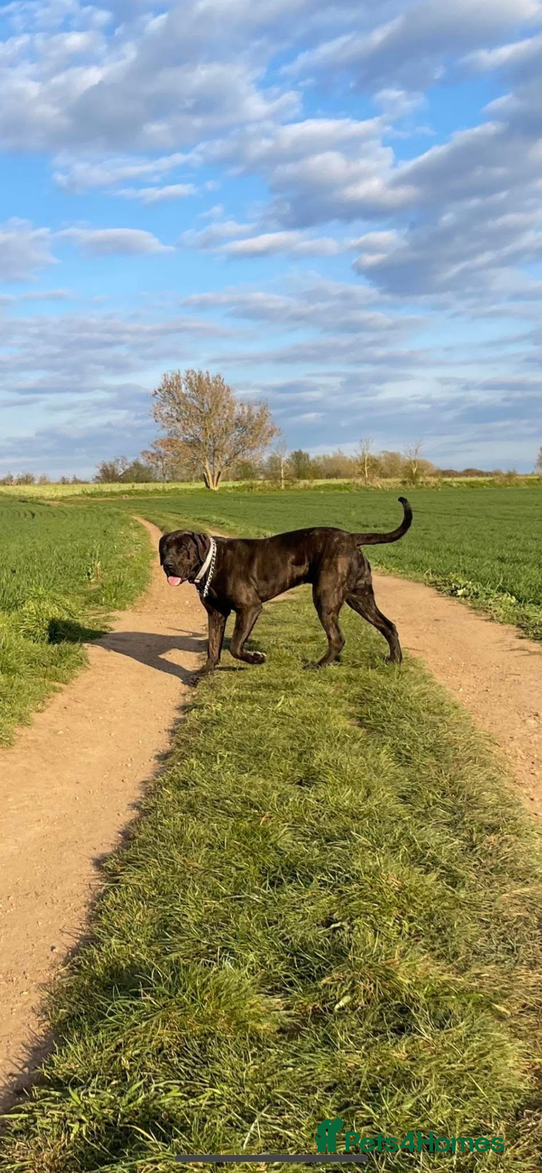 Presa Canario dogs for sale: Presa canario 4 years old  - Advert 1