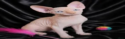 Sphynx cats for sale: Beautiful  Kittens 2 Boys & 1 Girl Available 💎 - Advert 35