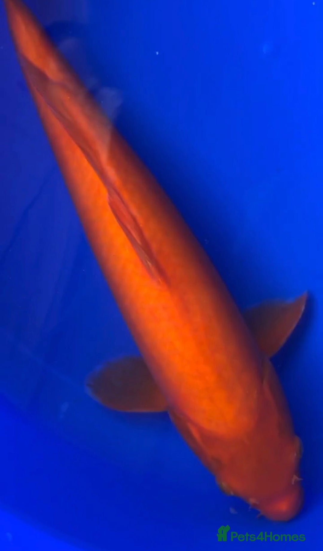 Koi Carp fish for sale: Benigoi Koi  - Advert 1