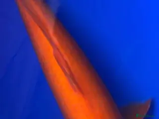 Koi Carp fish Benigoi Koi - Advert 15