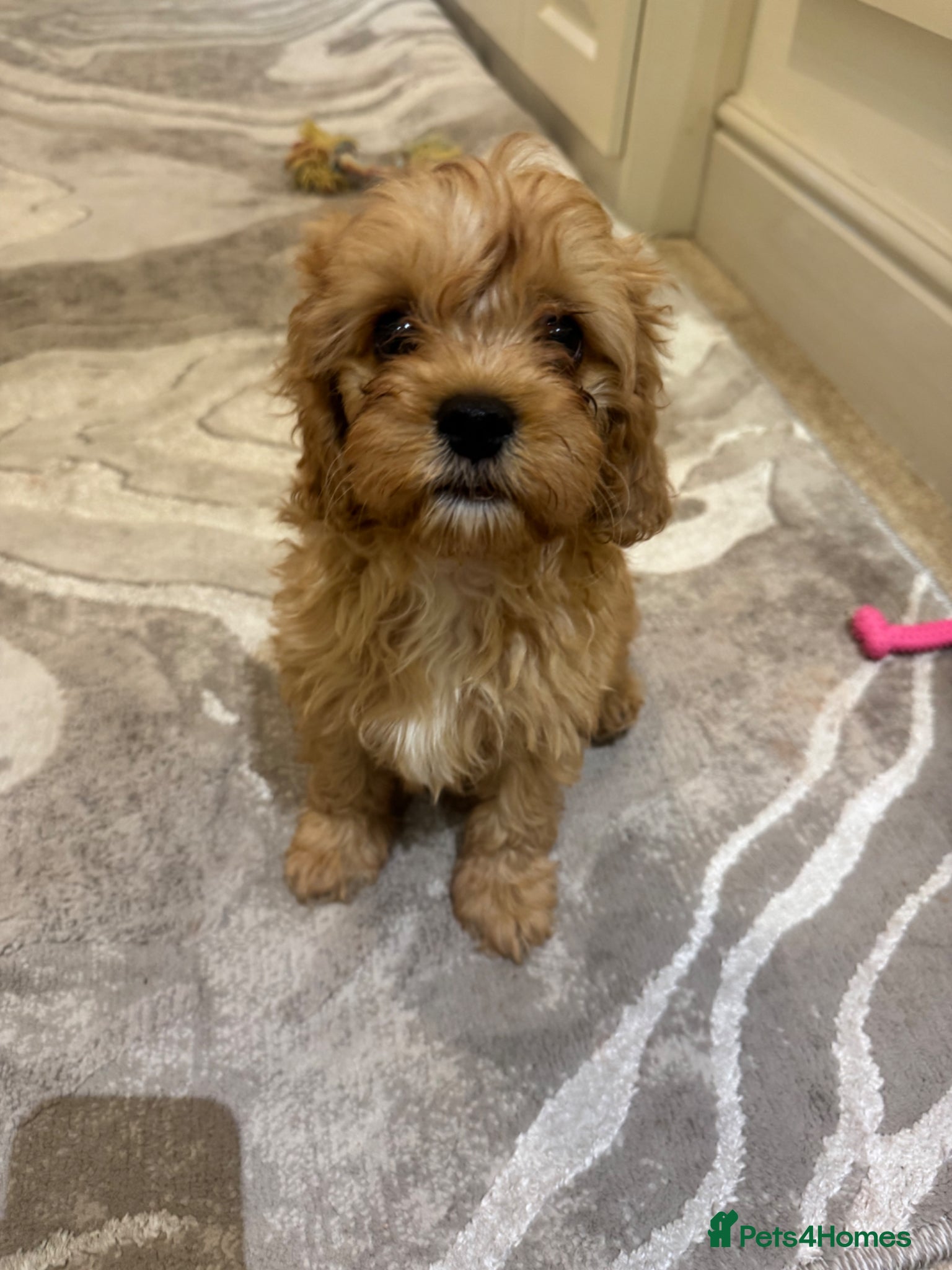 Cavapoo dogs Stunning F1 toy cavapoos  - Advert 1