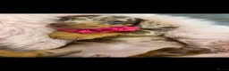 Dachshund dogs for sale: Beautiful Dachshund pups - Advert 7