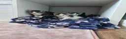 Mixed Breed cats for sale: 4 Gorgeous Kittens in Runcorn - Advert 16