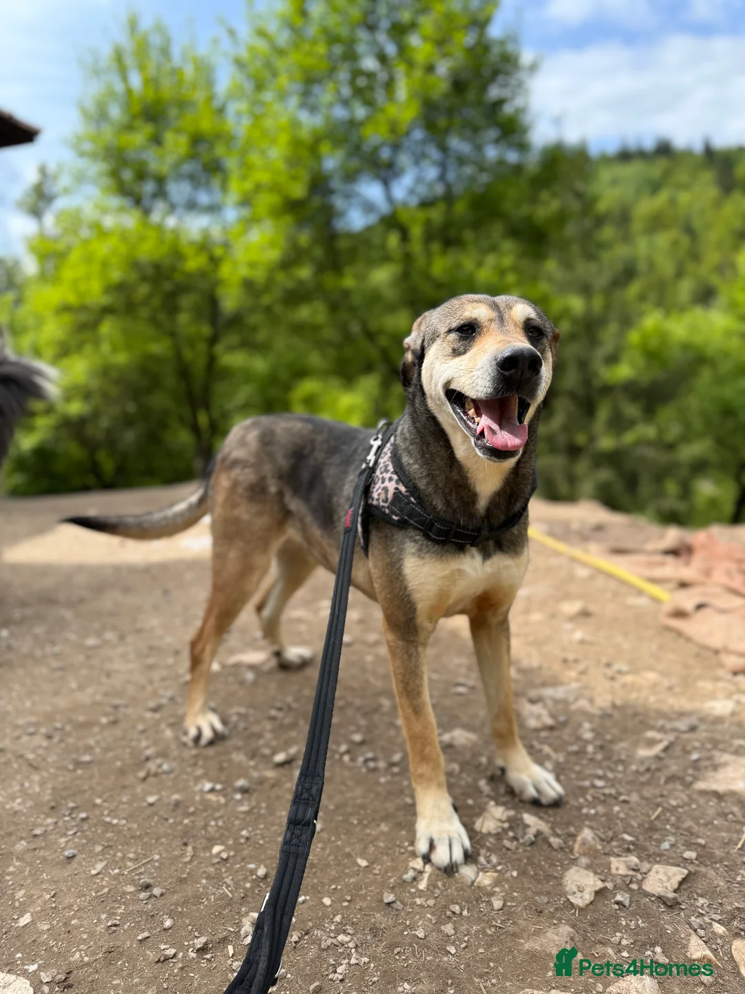 Mixed Breed dogs for adoption: Pogo is looking for a family  in Coventry - Advert 6