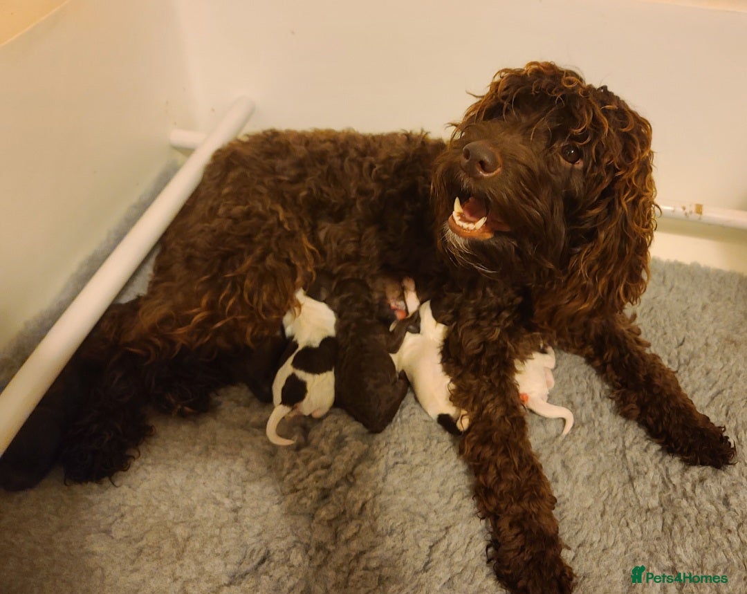 Cavapoo dogs for sale: F1b Cavapoos. Chocolate Parti. HEALTH TESTED - Advert 2
