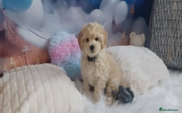 Maltipoo dogs for sale: LAST BOY LEFT F1 Apricot & Cream Toy Maltipoo Pups - Image 2