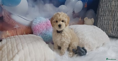 Maltipoo dogs - Advert 13