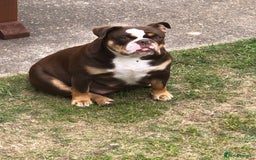 English Bulldog dogs for sale: Stunning English bulldogs - Image 17