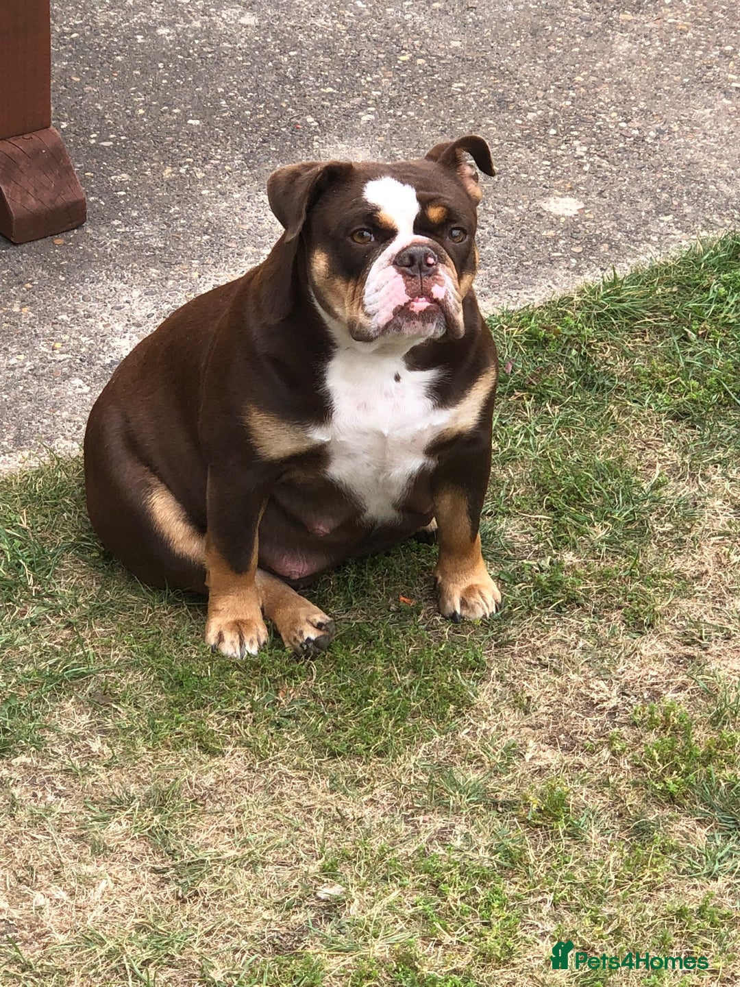 English Bulldog dogs for sale: Stunning English bulldogs - Image 17