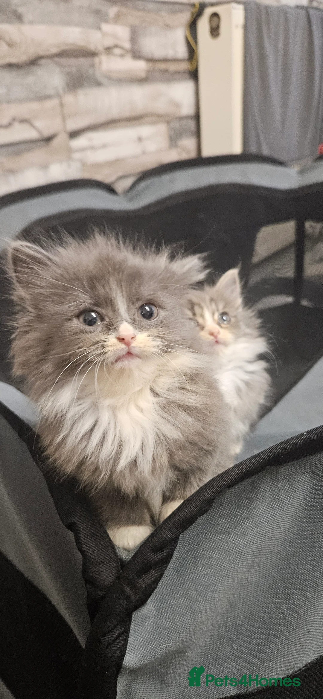 Mixed Breed cats for sale: Munchkin Kittens ready for their forever home - Advert 22