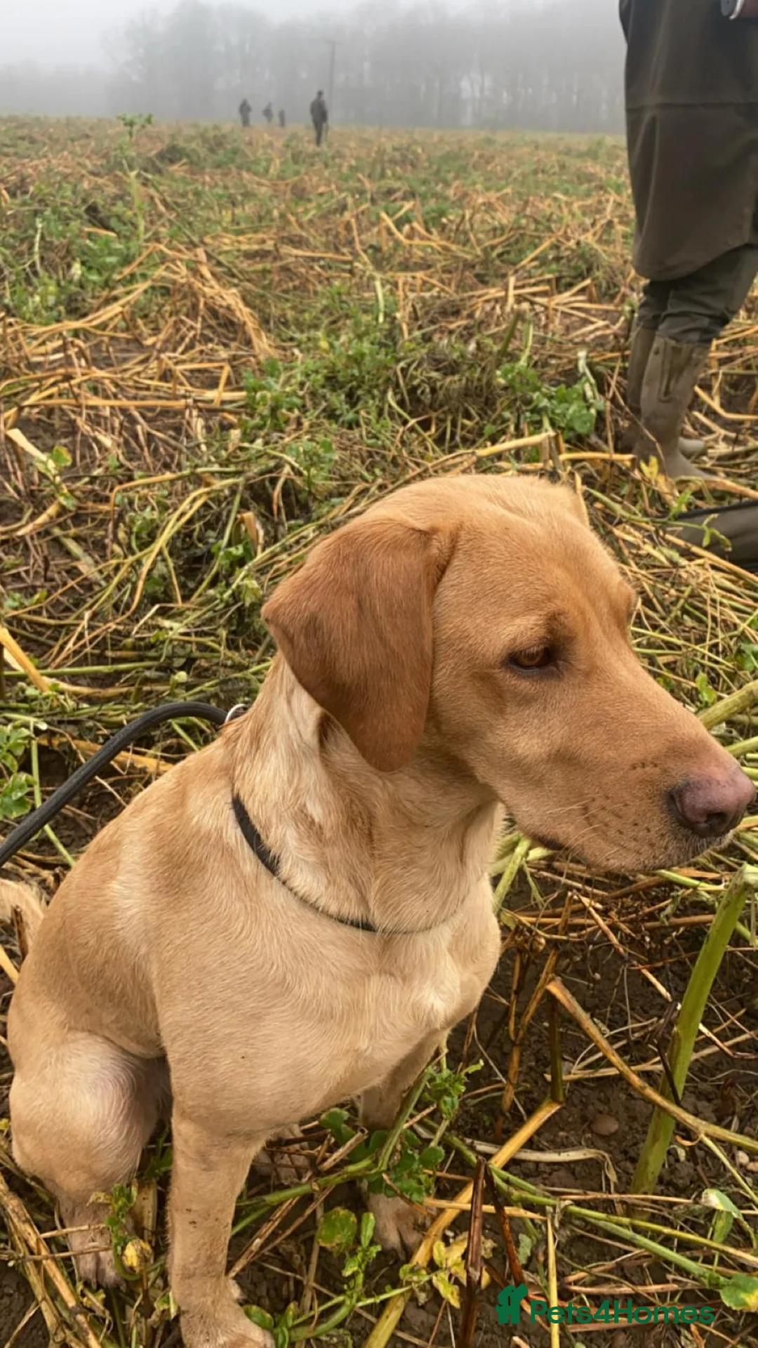 Labrador Retriever dogs for sale: Red Labrador puppies  - Advert 2