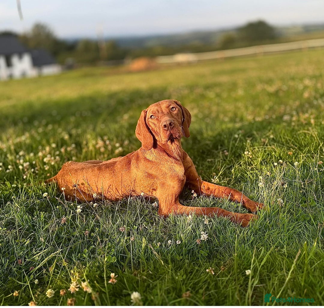 Hungarian Vizsla dogs for sale: KC registered Vizsla puppies  in Tiverton - Image 1