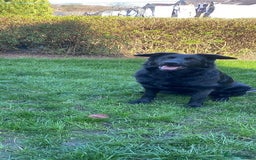 German Shepherd dogs for sale: German Shepherd Female  - Image 2