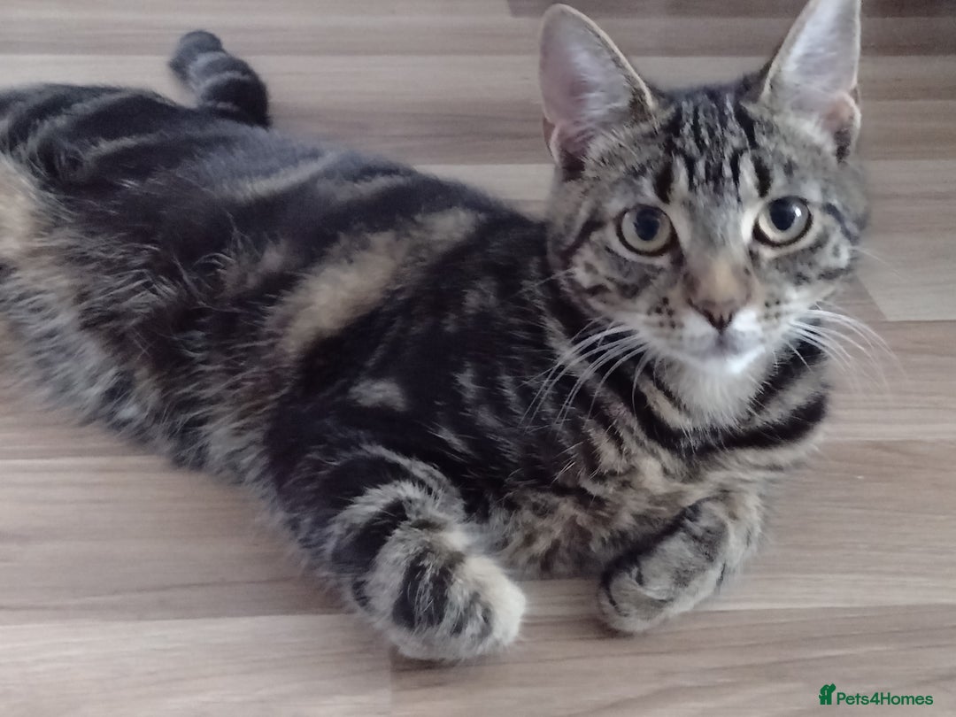 Bengal cats for sale: Zeus Jr - Image 7