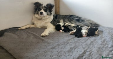 Border Collie dogs - Advert 6