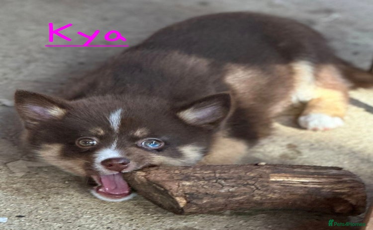 Pomsky dogs - Advert 3