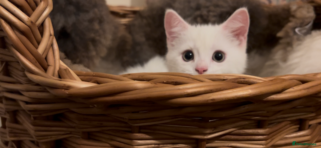 Munchkin cats for sale: Sweet Munchkins 🤗 - Image 17