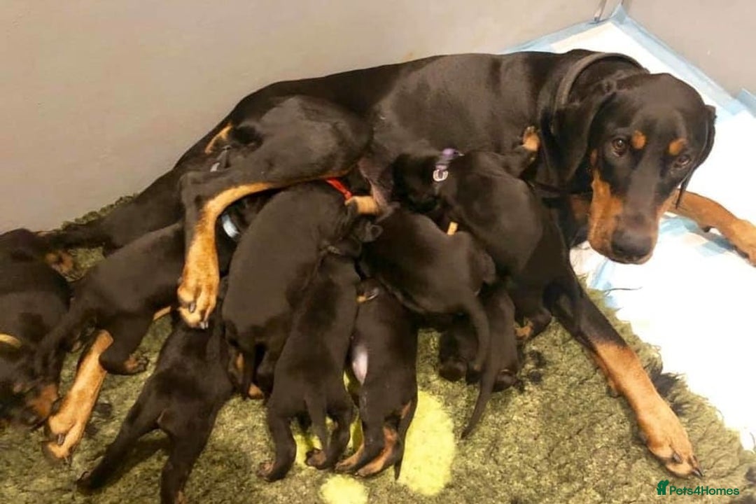 Dobermann dogs for sale: Doberman puppy - Advert 5