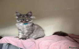 Maine Coon cats for sale: Pedigree GCCF Russian Import line Maine Coons - Image 4