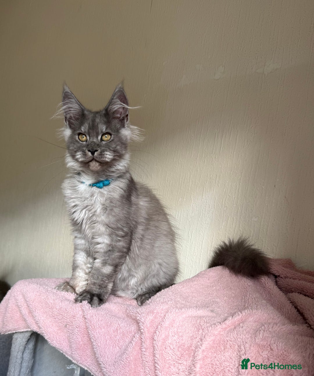 Maine Coon cats for sale: Pedigree GCCF Russian Import line Maine Coons - Image 4