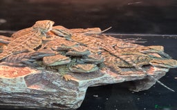 Bearded Dragon reptiles for sale: Baby Bearded dragons ready now  - Image 14