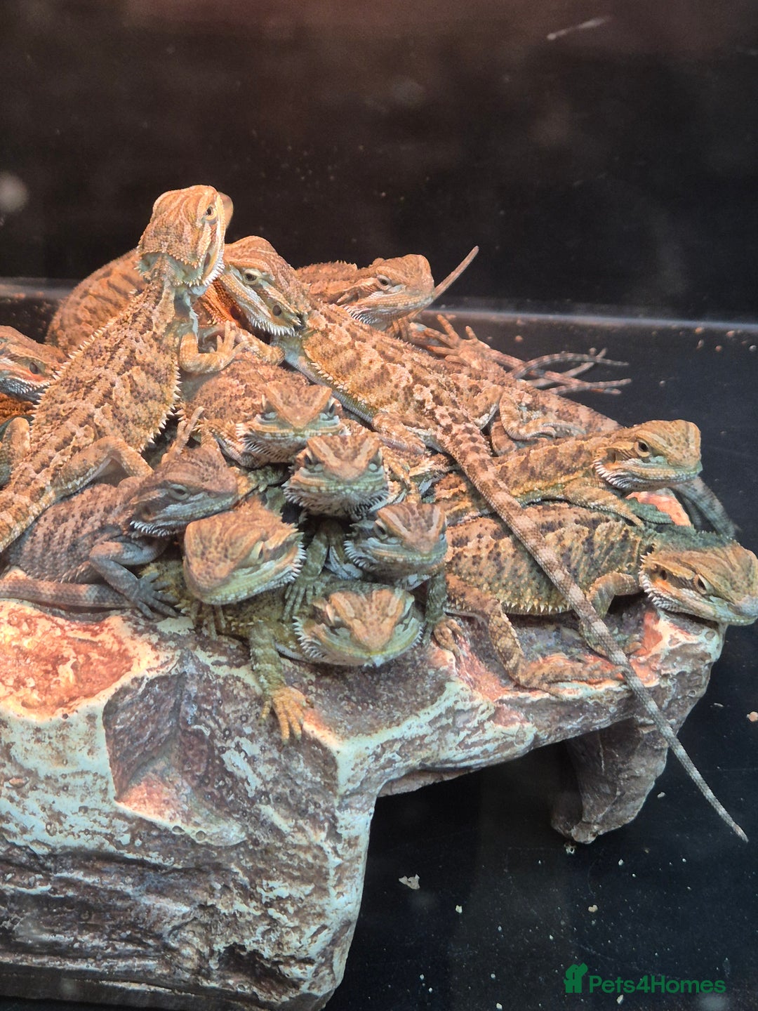 Bearded Dragon reptiles for sale: Baby Bearded dragons ready now  - Image 14