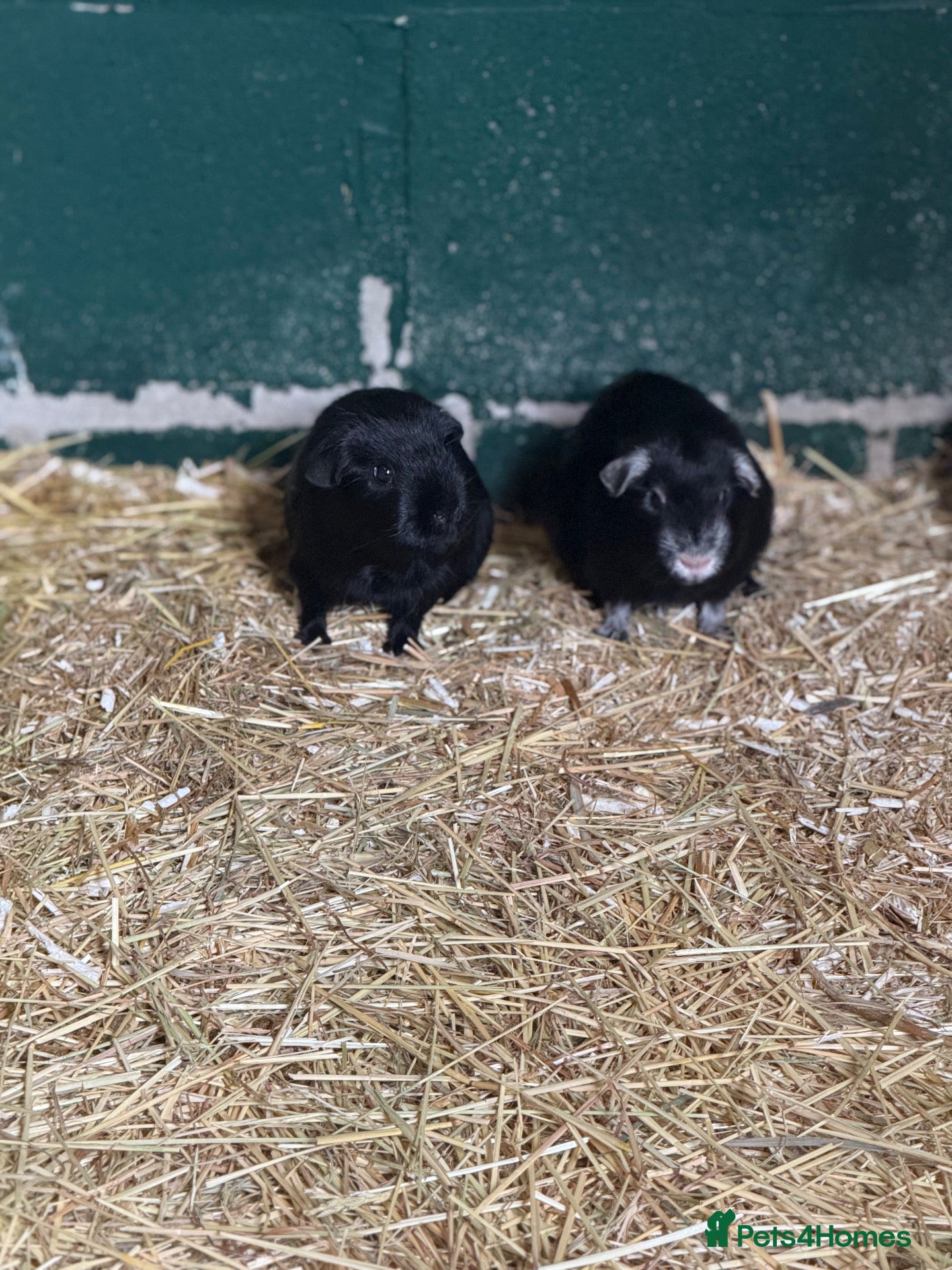 Guinea Pig rodents boar guinea pigs  - Advert 1
