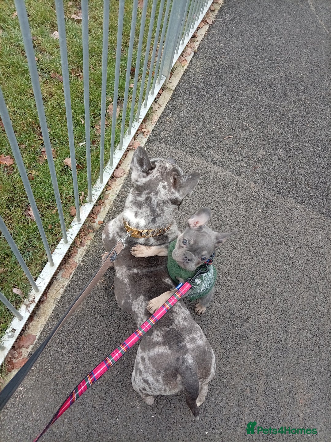 Mixed Breed dogs for sale: Beautiful boy in need of forever home  - Advert 2