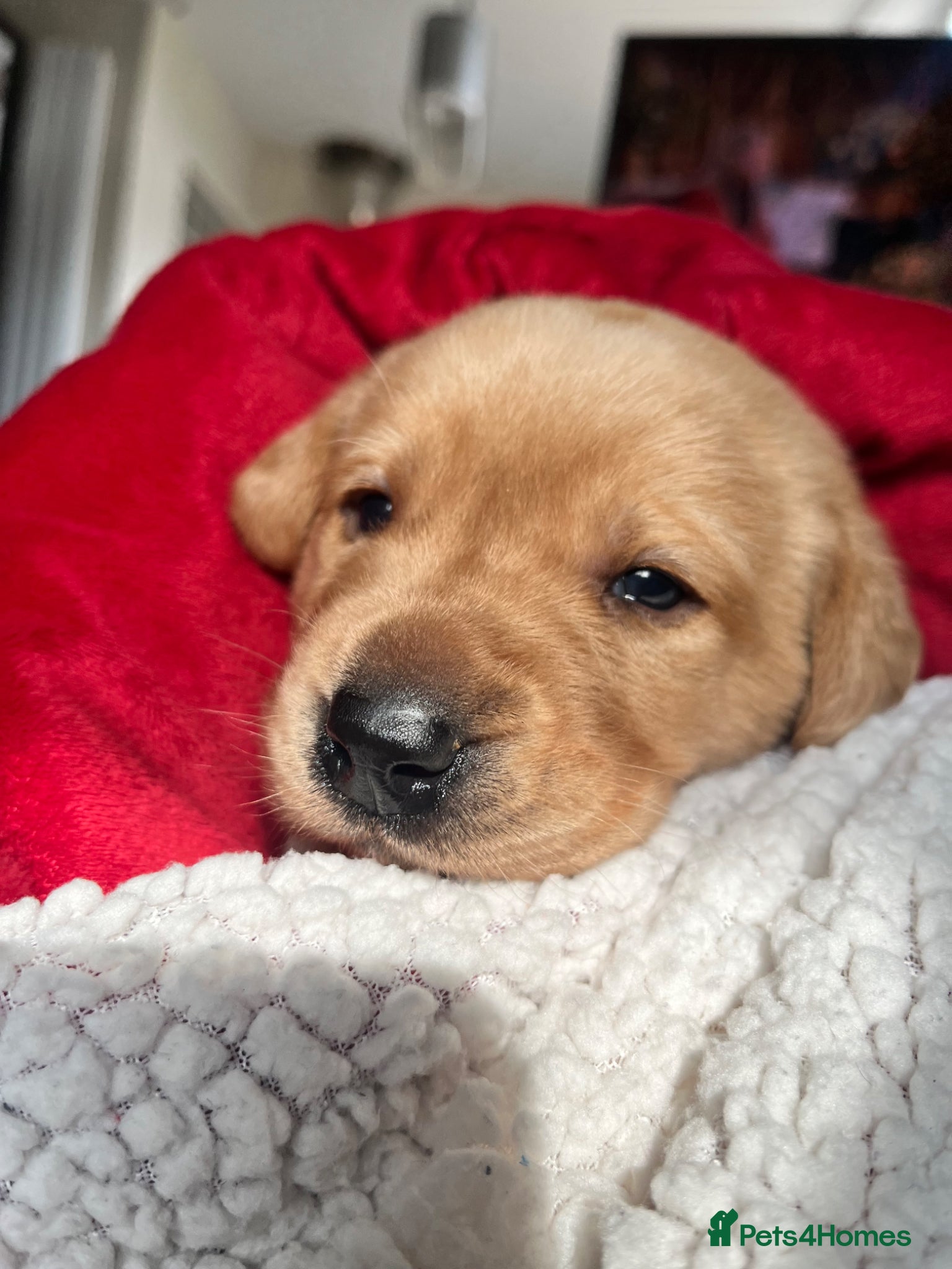 Labrador Retriever dogs Last Chunky Golden Labrador puppy for sale  - Advert 8