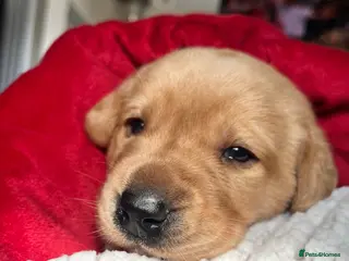 Labrador Retriever dogs Last Chunky Golden Labrador puppy for sale - Advert 3