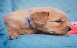 Golden Retriever dogs for sale: Golden Retriever Puppies KC Dad  - Image 12