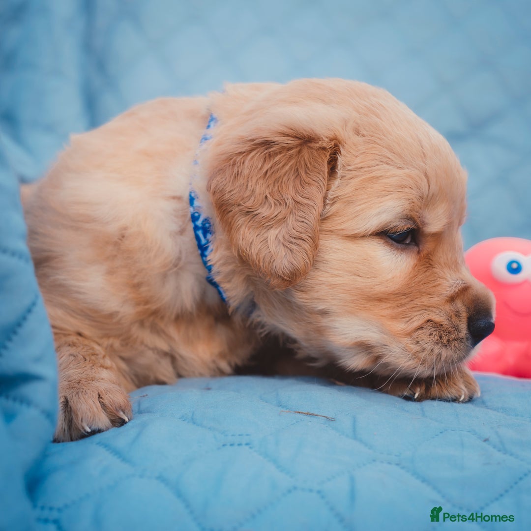 Golden Retriever dogs for sale: Golden Retriever Puppies KC Dad  - Image 12