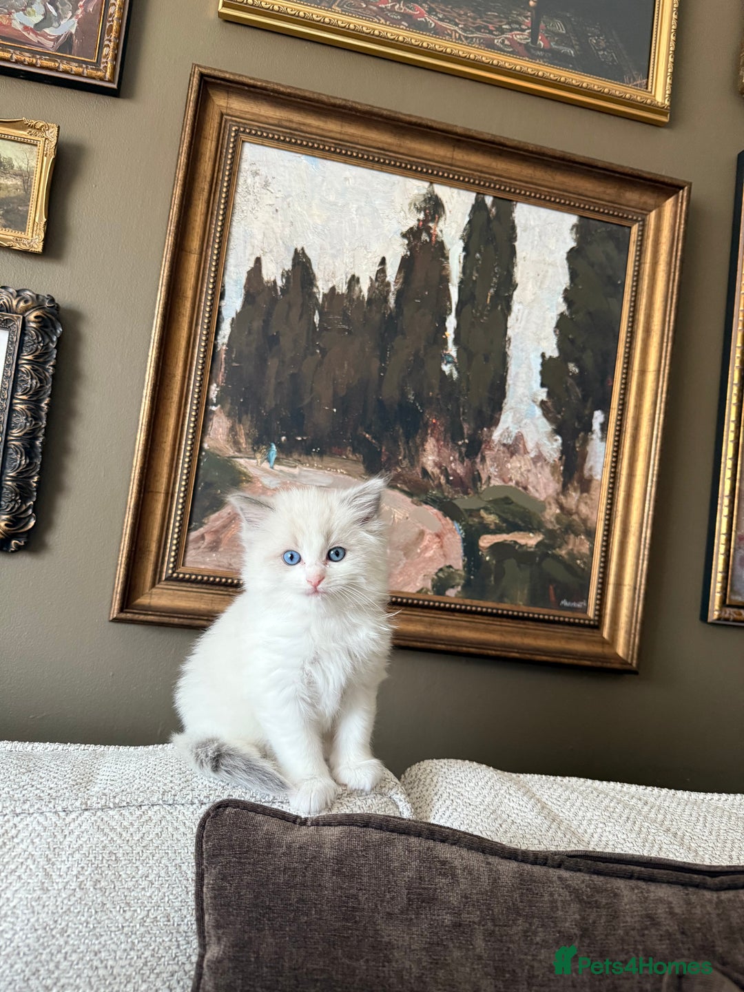 Ragdoll cats for sale: Purebred Ragdolls – Ready to Reserve Now 🍼 - Advert 22