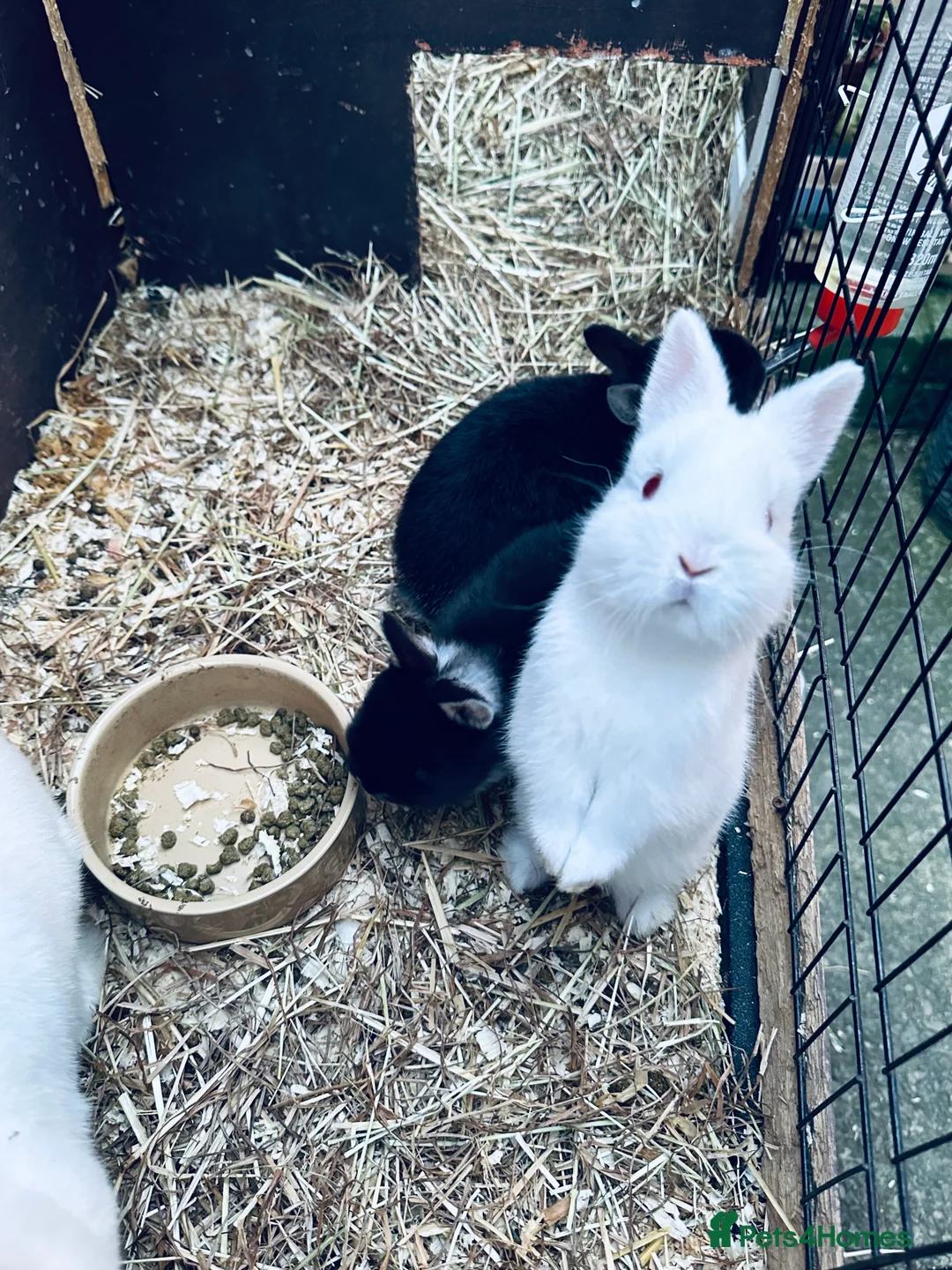 Netherland Dwarf rabbits for sale: Baby Netherland  - Advert 8