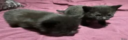British Shorthair cats for sale: Kittens for sale x 4 - Advert 9
