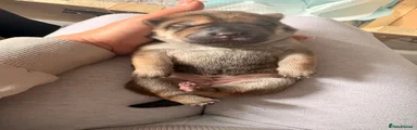 Shar Pei 1